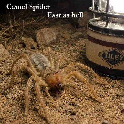 Camel spider