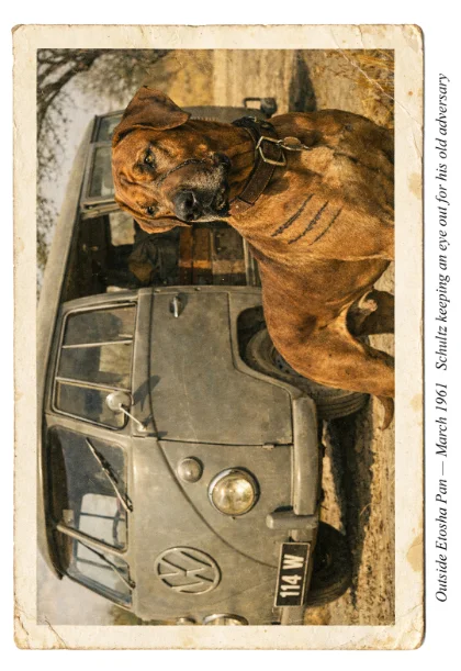 VW camper and a battle scarred dog outside Etosha Pan in 1961