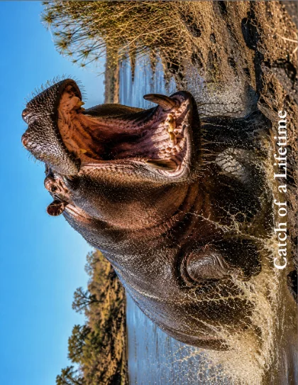 Hippo mouth open